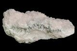 Pink Manganoan Calcite Crystal Cluster - Highly Fluorescent! #350780-1